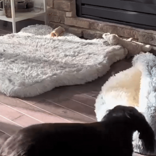 COZY COCOON BED